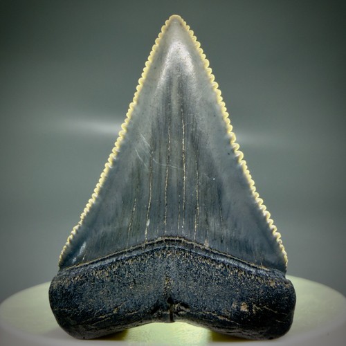 Dente squalo grande bianco - squalo,