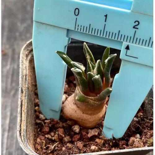 3pcs ariocarpus - 3pcs,