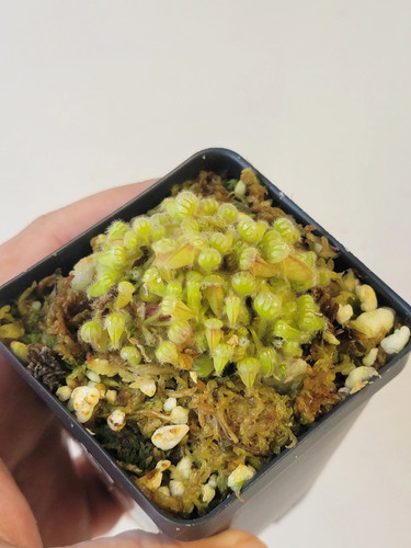Cephalotus follicularis bcp - follicularis,
