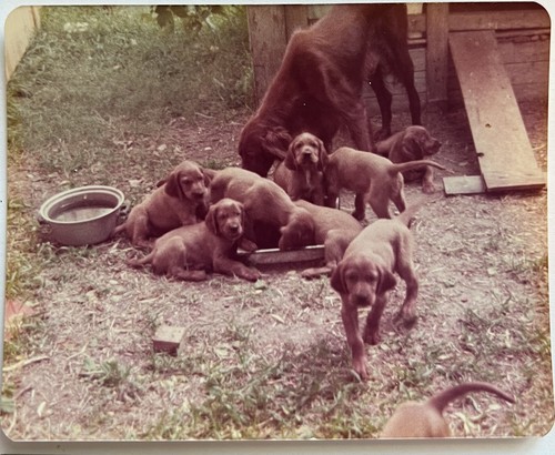 Irish setter cane - setter, cuccioli