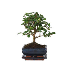 Albero dei bonsai Carmona microphylla 25cm Pianta da interno verde