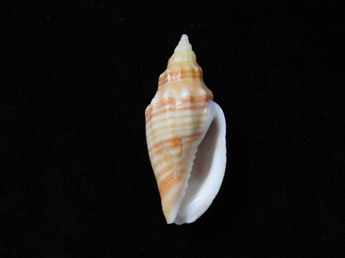 Sea shell callipara aikeni - sea,