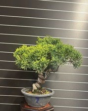 Bonsai Ginepro kishu - n7