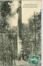 76. La Feuillie. Il Faggio