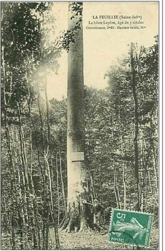 Feuillie il faggio - feuillie.,