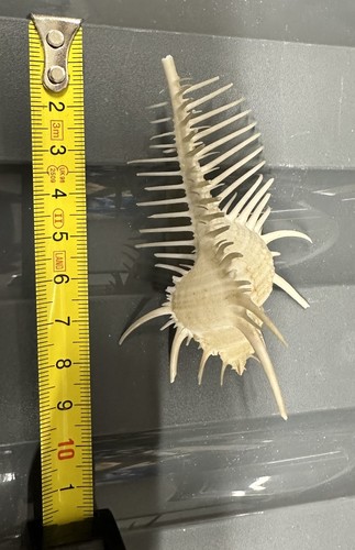 Conchiglia murex pecten cm - murex,