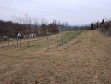 terreno agricolo di 2500 metri quadri ad Arignano adiacente strada 