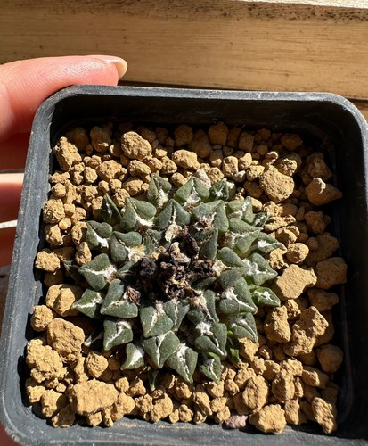 Ariocarpus kotschoubeyanus - , v
