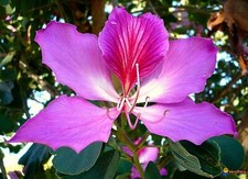 Bauhinia purpurea, Albero di