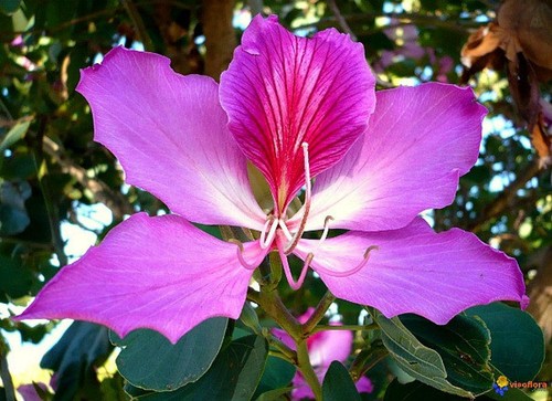 Bauhinia purpurea albero - bauhinia, purpurea,