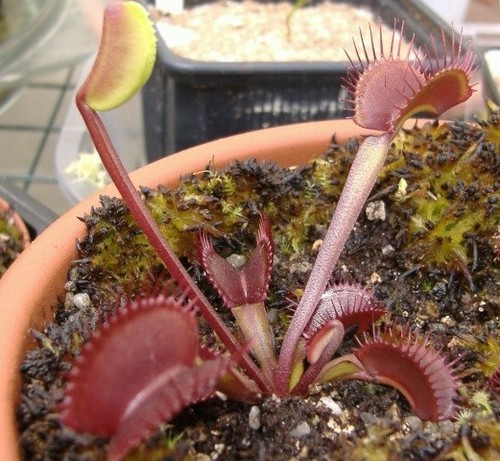 Pianta carnivora dionaea - pianta,