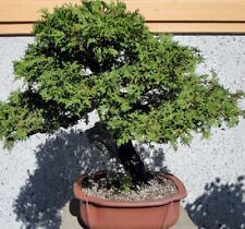 12 semi di THUJA OCCIDENTALIS (albero della vita) TUIA per bonsai