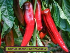 Corno Rosso Peperone Piccante