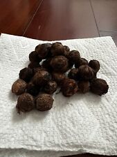 ? 10x Semi di Palma Pindo (Gelatina) (Butia Capitata) Resistenti al Freddo! ?