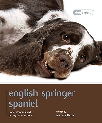 English springer spaniel - springer, spaniel:
