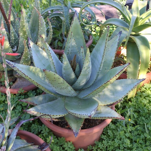 Aloe spectabilis vera - spectabilis,