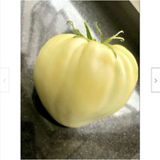 CUOR DI BUE BIANCO, 50 semi di