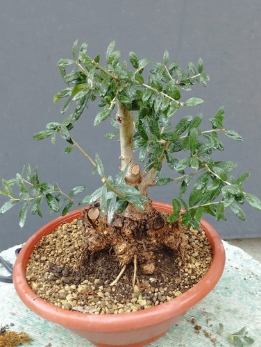 Bonsai olivastro 25x16cm - bonsai,