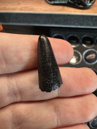 Diplodocus tooth - 1.06”,