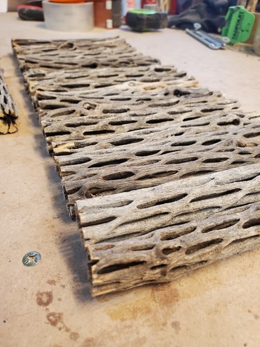 Pezzi tronchi cholla - pezzi, da