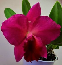 Cattleya fiorita rossa b77 - cattleya,