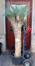 Yucca rostrata, tronco 190 cm