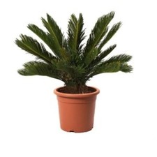 cycas revoluta palmetta vaso