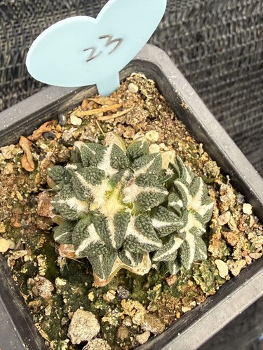 Multi testa ariocarpus - multi-testa,