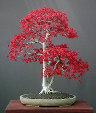 10 semi di acer palmatum , acero giapponese, japanese maple, semi bonsai