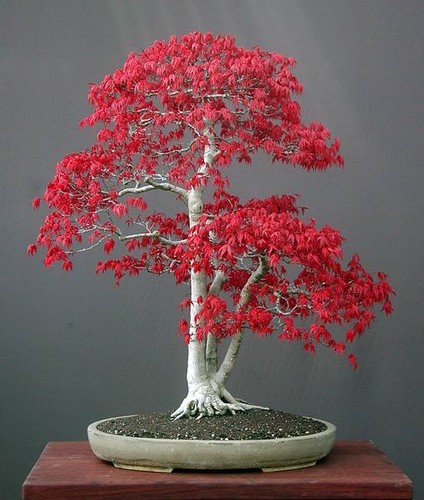 Semi acer palmatum - semi,
