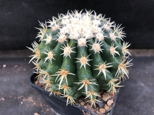 Echinocactus grusonii - echinocactus, v