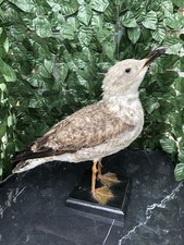 gabbiano reale zampegialle 