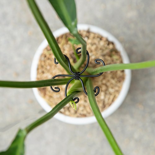 Set supporto piante - supporto, monstera