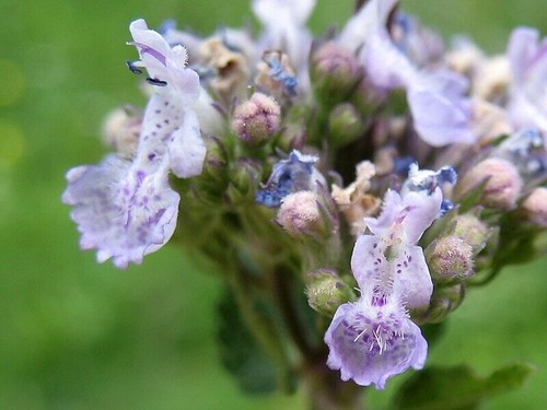 Nepeta nuda produzione