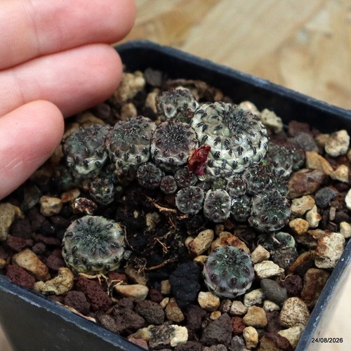 Sulcorebutia rauschii