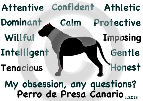 Dogo canario perro presa - dogo,