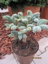 Abete argentato Wiesmoor Nixe