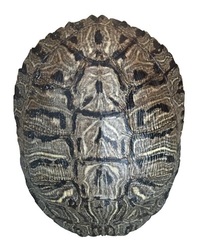Pond turtle shell - pond, (6-8