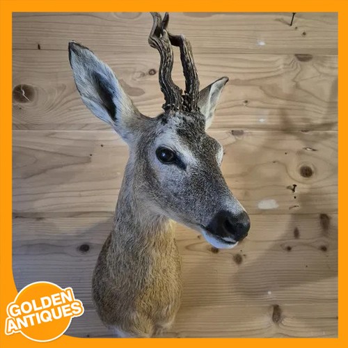 Real roe deer head antlers - roe-deer,