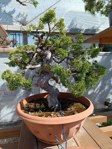 Bonsai ginepro - bonsai,
