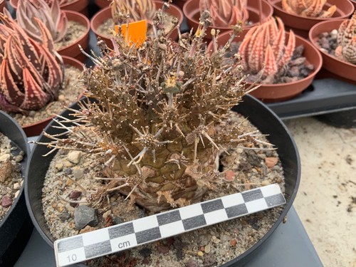200 euphorbia decepta - old, rare