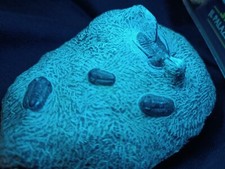Trilobite fossile Otarion from