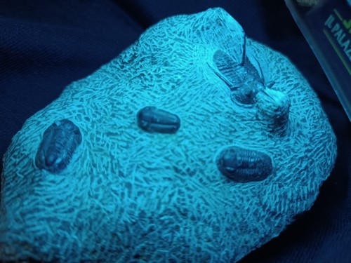 Trilobite fossile otarion - fossile, from