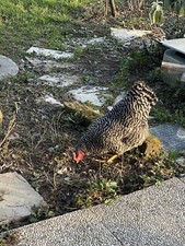 15 Uova Feconde Fertili Amrock