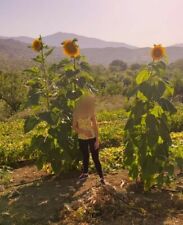 SEMI DI GIRASOLE GIGANTE -