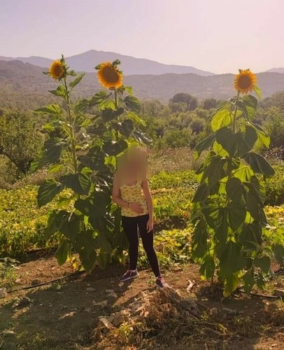 Semi girasole gigante - semi, di