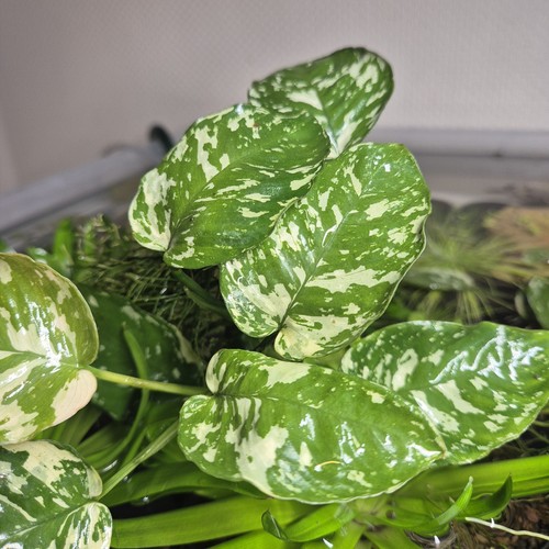 Anubias var king varking - anubias,