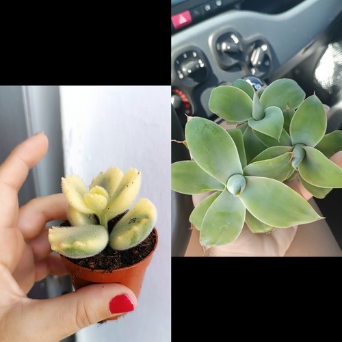 Cotiledón tomentosa variegado - tomentosa,