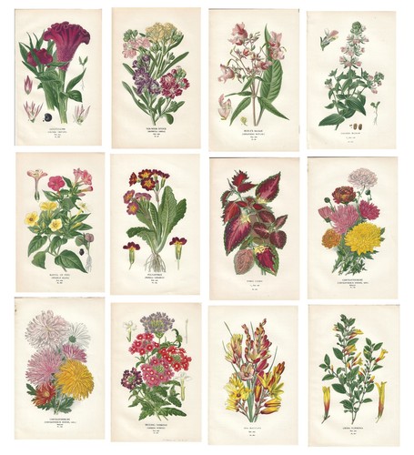 Stampe antiche fiori - stampe, inglesi