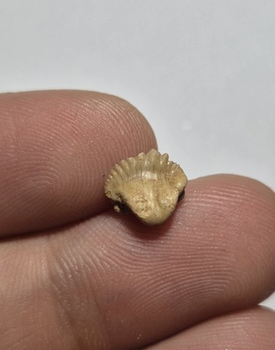 Dente fossile squalo - fossile,